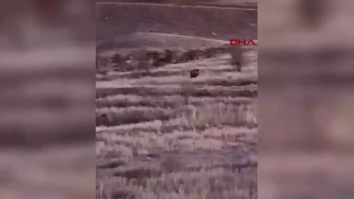 Baskil’de Yaban Domuzu Görüntülendi