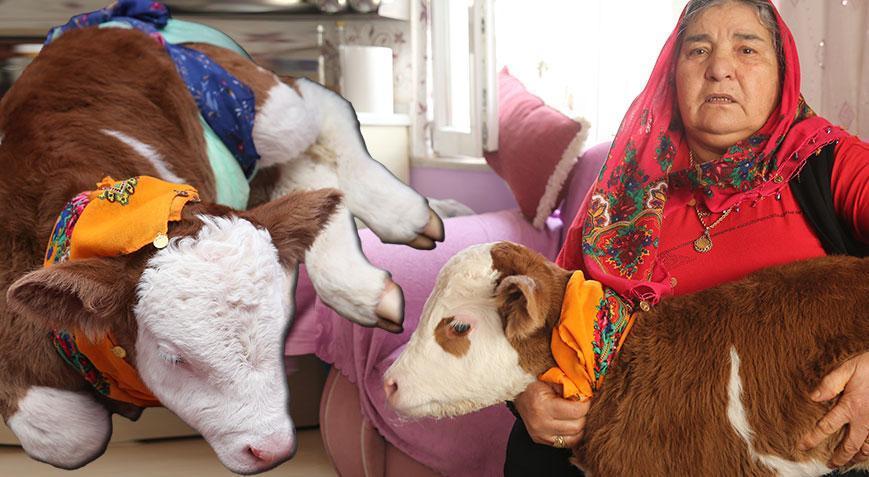 Yer: Tokat! ‘Yıldız’a evlerinde bebek gibi bakıyorlar